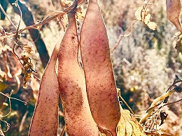 万力贸易芸豆荚